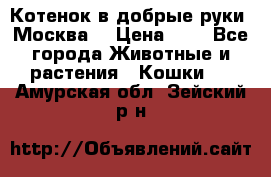 Котенок в добрые руки. Москва. › Цена ­ 5 - Все города Животные и растения » Кошки   . Амурская обл.,Зейский р-н